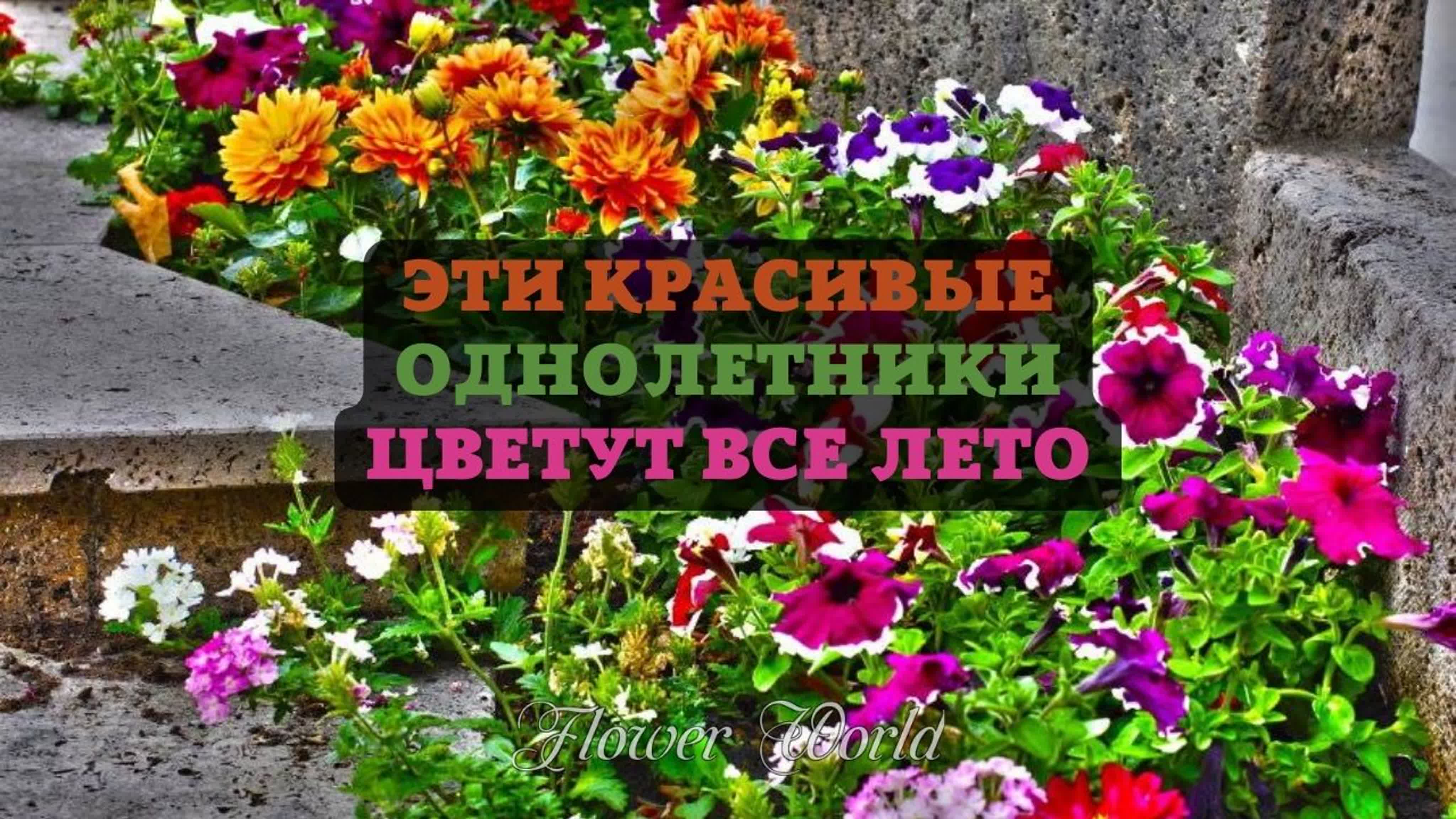 Эти красивые однолетники цветут все лето 🌼