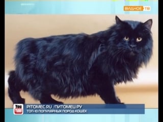 "кошкин день" самые любимые питомцы