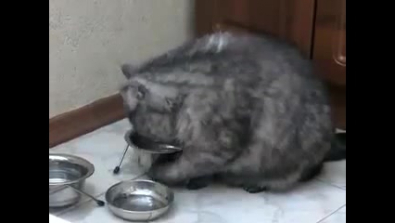 В миске пусто, кот в недоумении