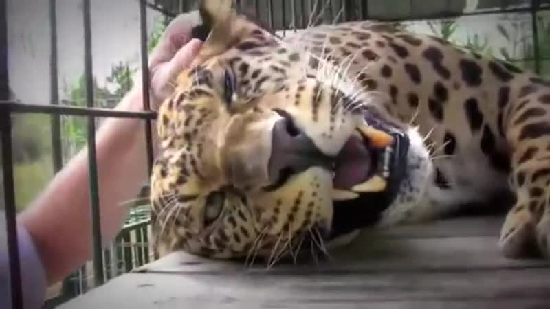 Гладит гепарда