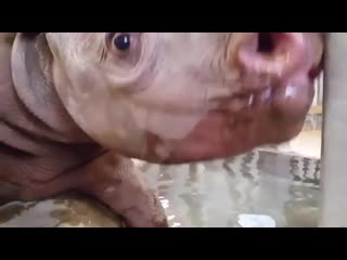 Closeup of a baby rhino