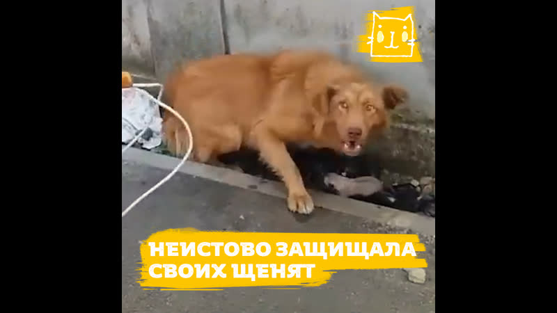 Мама молодые защищает своих новорожденных щенят