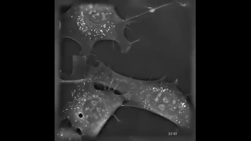 Нейроны не любят одиночество