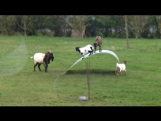 Chèvres en équilibre goats balancing on a flexible steel ribbon