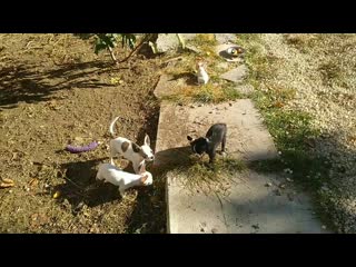 Vid 20201016 100149(0) mp4