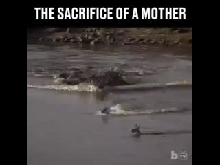 God could not be present every where and therefore he made mother’s, only a mother can sa