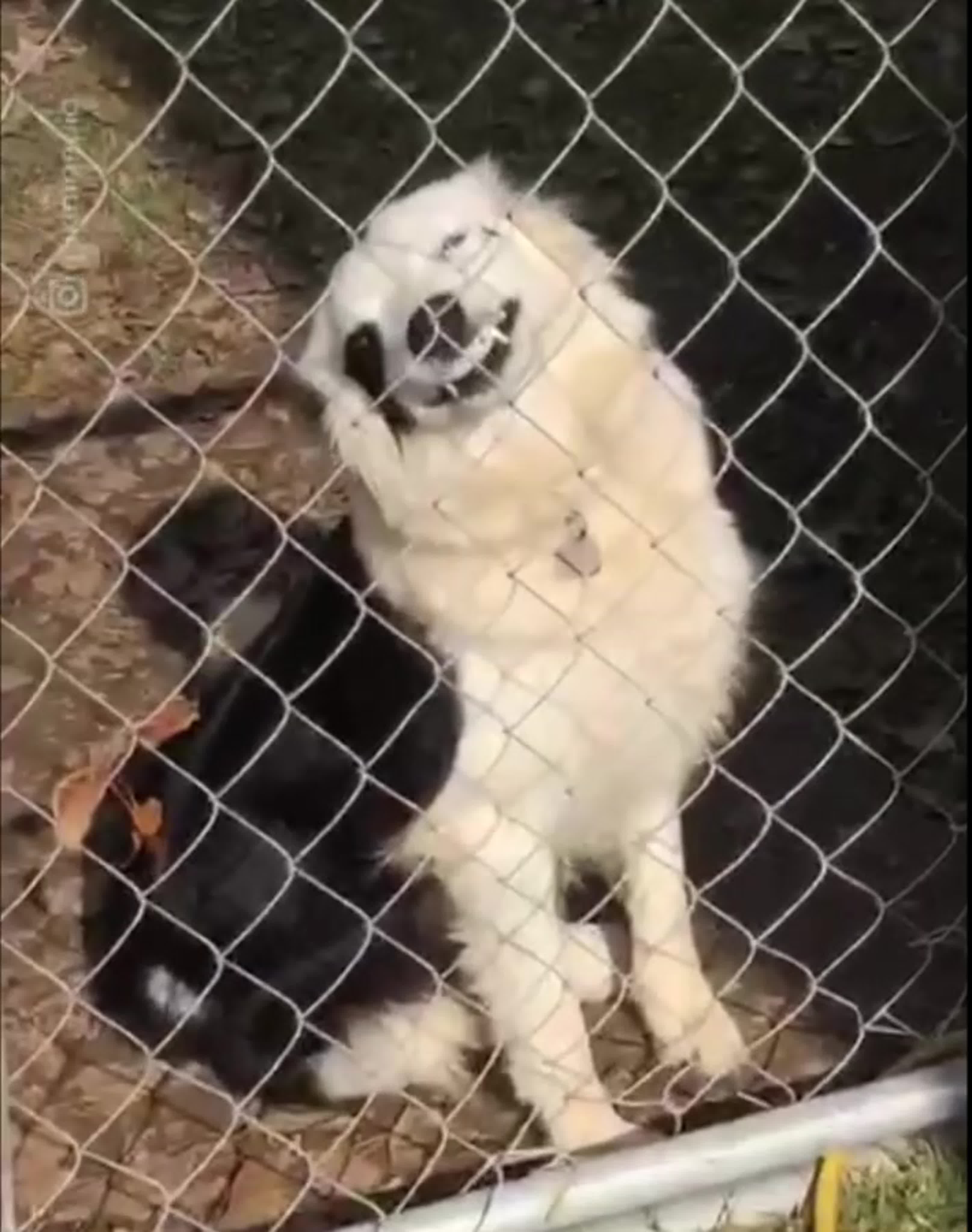 A telegram feed filled with explicit Zoofilia content