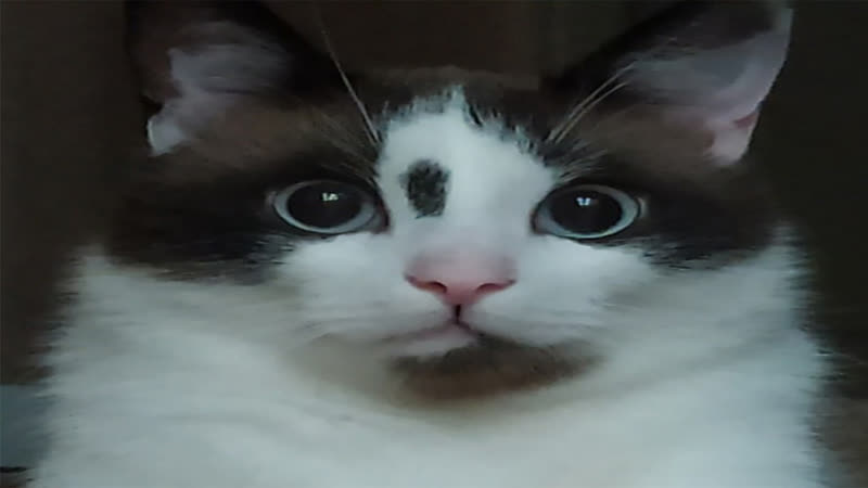 Funny cat eyebrow raise