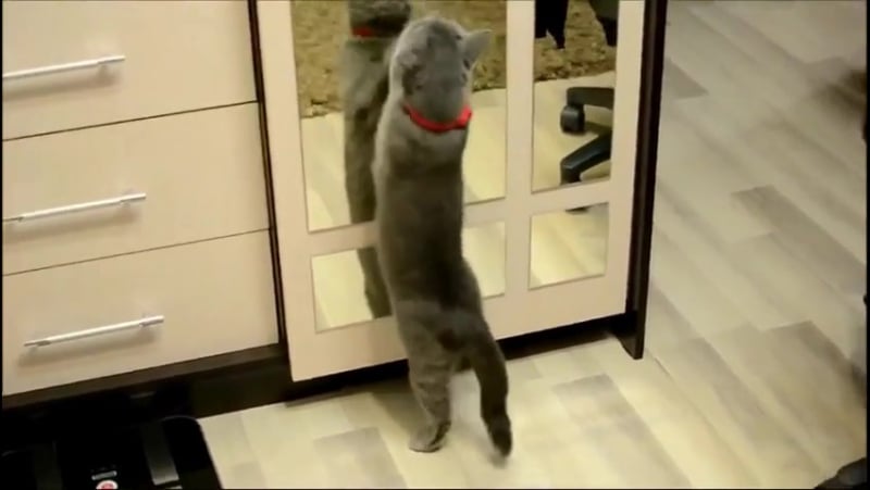 Шерстяные мудилы, пачкой