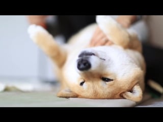 Shiba inu marutaro enjoying life