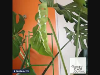 Life of houseplants /жизнь комнатных растений