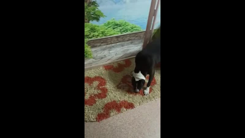 Yanika yan ( боня ) 09 01 2017г г братск ( ghw glitter nights moya oda imperator ) #аст#стафф#амстафф#американскийстаффо