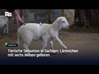 Tierische sensation in sachsen lämmchen mit sechs beinen geboren