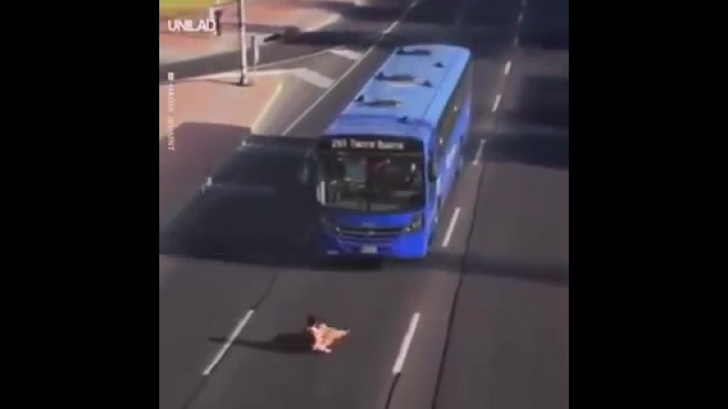 Внимание! сбежал из цирка дикий акробат!