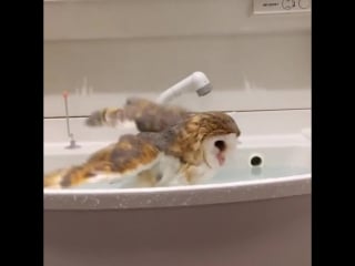 "hoot hoot, i'm takin' a a bath what the hoot are you looking at?"
