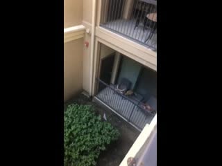 New kitty just moved in downstairs he meows till my cats come out to say “hello”, so we decided to bring our new neighbors a ho