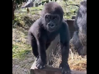 Im great arent i can drumming like a dad gorilla animallovers macheri gorilla