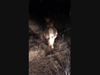 Imagine waking up at night and discover that your pony is giving your neighbor’s corgi a ride