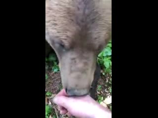 Накормил блинами