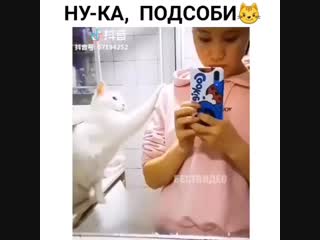 Smeshnoe video btj2yp5g1pa mp4