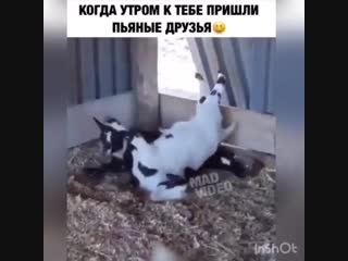 Пьяные, помятые