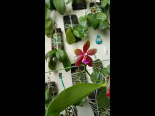 Big flower bloom again perfect ~ phal ipoh super star x phal (jessie ang x how wai peng) ~