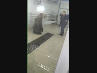 Медведя моют на автомойке (vhs video)