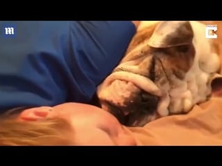 Adorable moment nurse falls asleep next to pet bulldogs