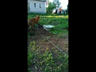 Есения red & white compan live