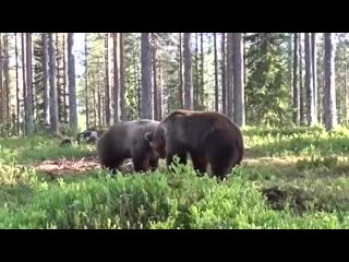 Два медведя устроили серьезные разборки