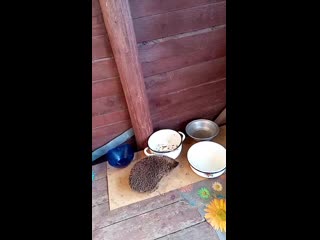 Vid 20200610 104424 mp4