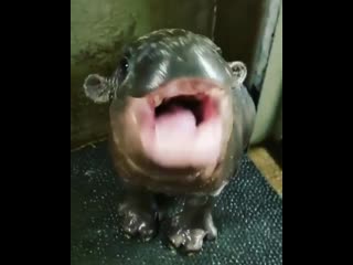 Yawning baby hippo