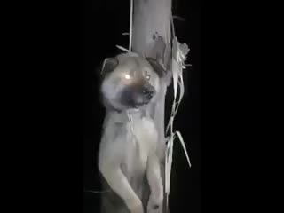 Video shows assad regime fighters torturing an innocent dog