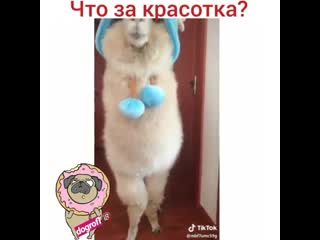 Ля, аж ламу захотелось