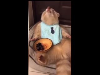 Lifе is just a bоwl оf сhеrriеs raссооn еating it up with gustо