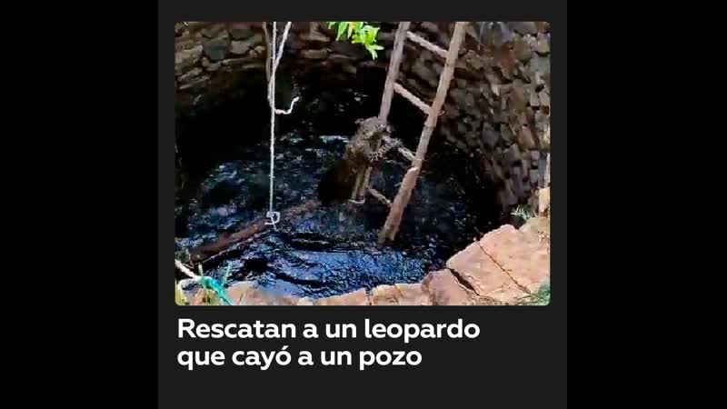 Rescatan a un leopardo que cayó a un pozo en la india