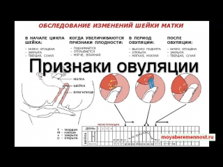 Секс во время овуляции. Смотреть секс во время овуляции онлайн