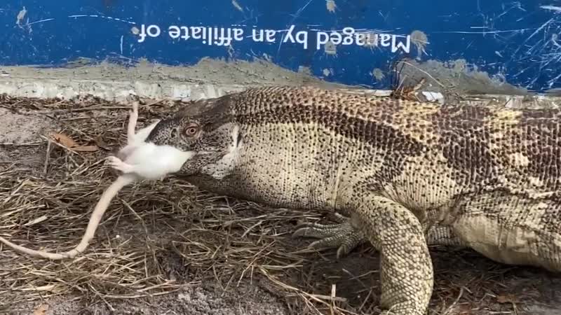 Варан обедает жирной крысой
