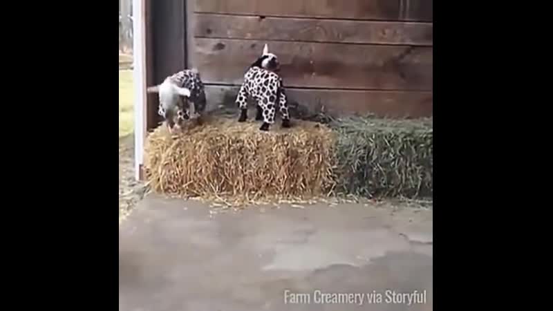 Козлята в пижамах