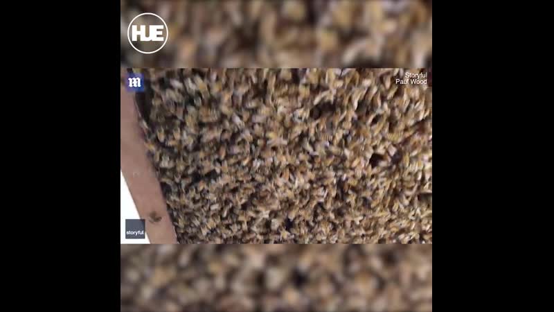 В одном из австралийских домов поселились пчёлы