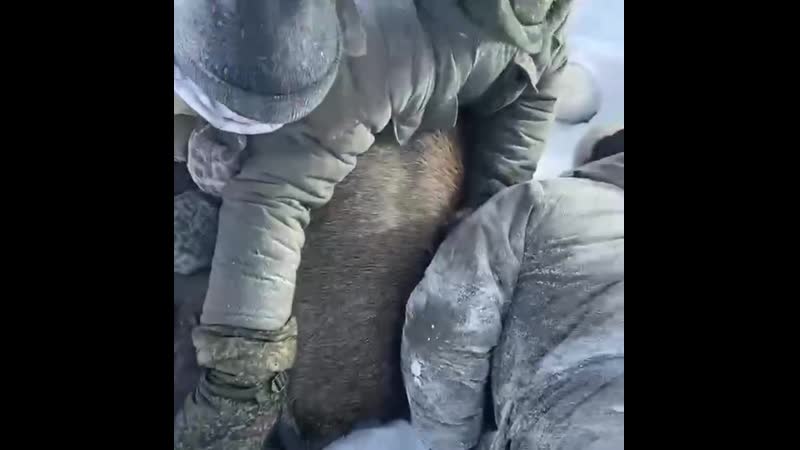 Браконьеры из тверской области сначала загоняли лосиху на снегоходах, а потом молодые ее голыми руками