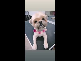 Очаровательная дуся🌹