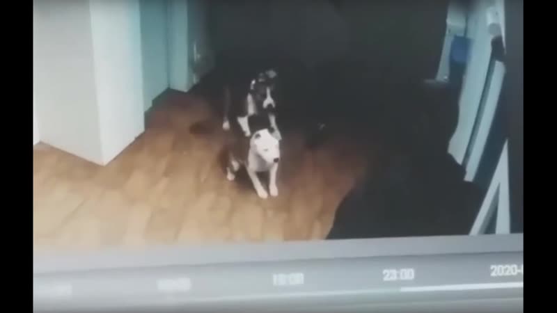 Два бойцовских пса едва не разорвали маленькую собачку на глазах у ребенка