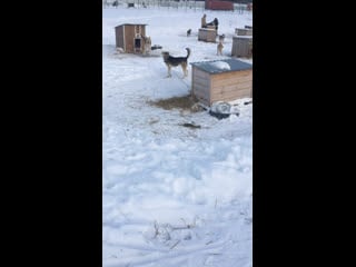 Live тёплая лапа ирбиса