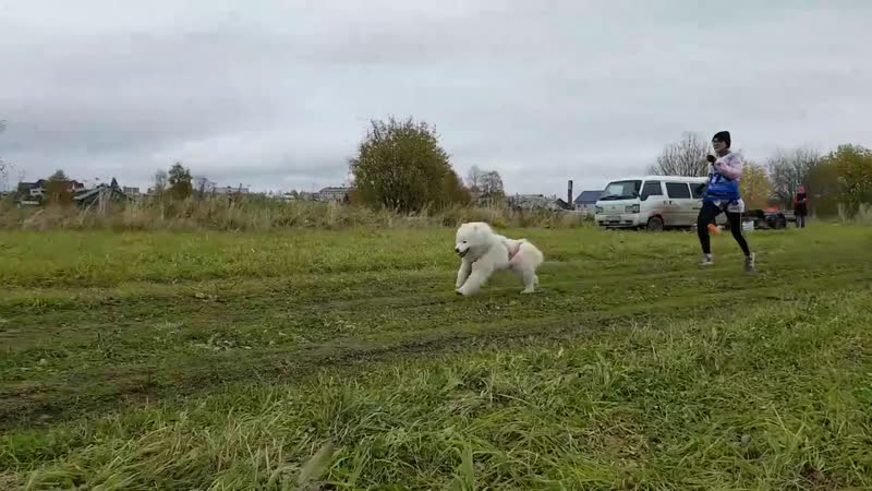 Alkhabor almira princessa paulina (ch king teo alhabor almira xxx ch isabella snezhnaya koroleva)