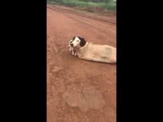 Vídeo mostrando resgate de cadela e filhotes amarrados dentro de saco em mg vira