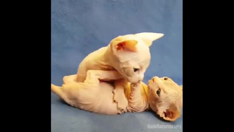 Котята сфинкса играют друг с другом cat sphynx playing too much )