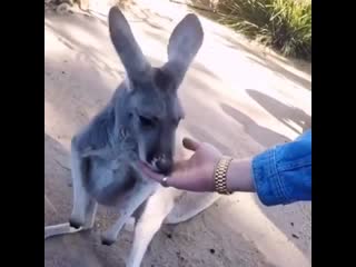 Jaebeom with kangaroo /@imjaebooms