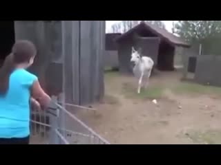 Ослик и девочка