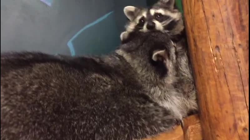 Мона и брабус